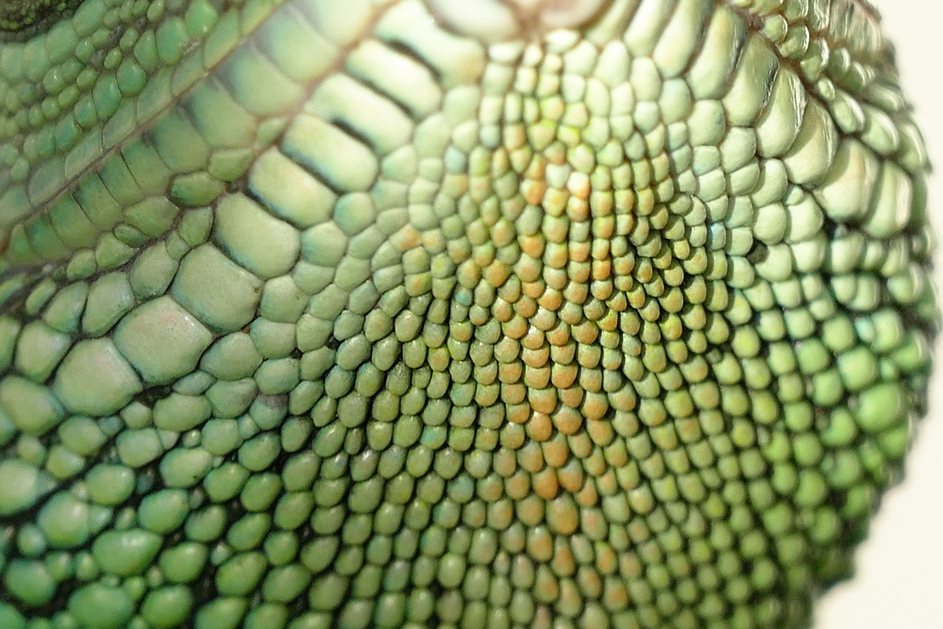 L'iguana verde è ricoperta di squame su tutto il corpo. A seconda del luogo, sono più piccoli o più grandi.